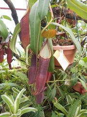 Nepenthes sanguinea