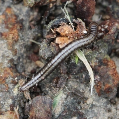Brachyiulus pusillus