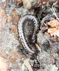 Brachyiulus pusillus