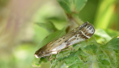 Pempeliella