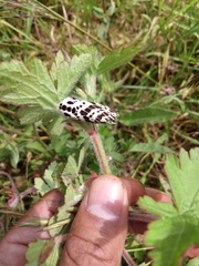 Hypercompe andromela