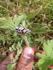 Hypercompe andromela