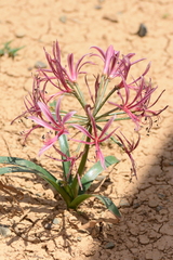 Nerine laticoma