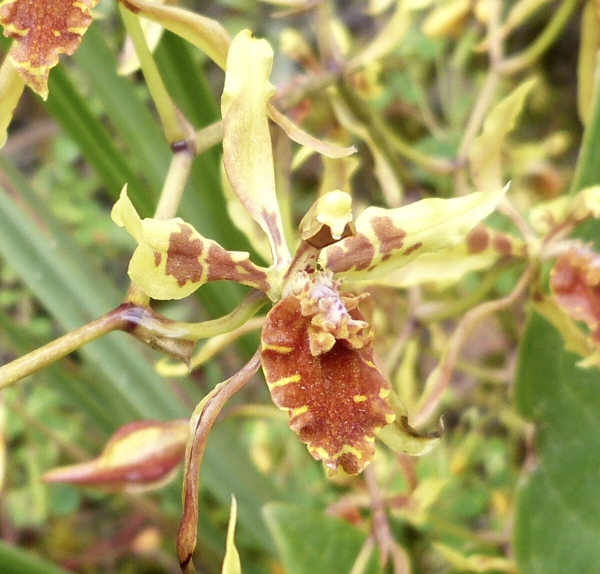 Cyrtochilum weirii (Lindl.) Kraenzl. 2