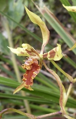 Cyrtochilum weirii