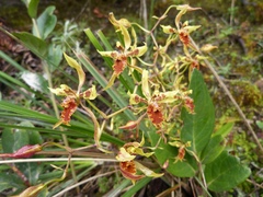 Cyrtochilum weirii