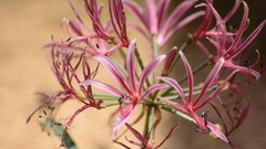 Nerine laticoma