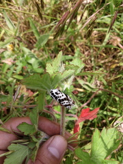 Hypercompe andromela