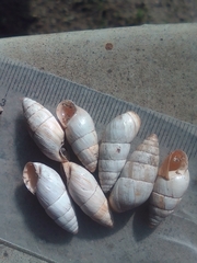 Brephulopsis cylindrica