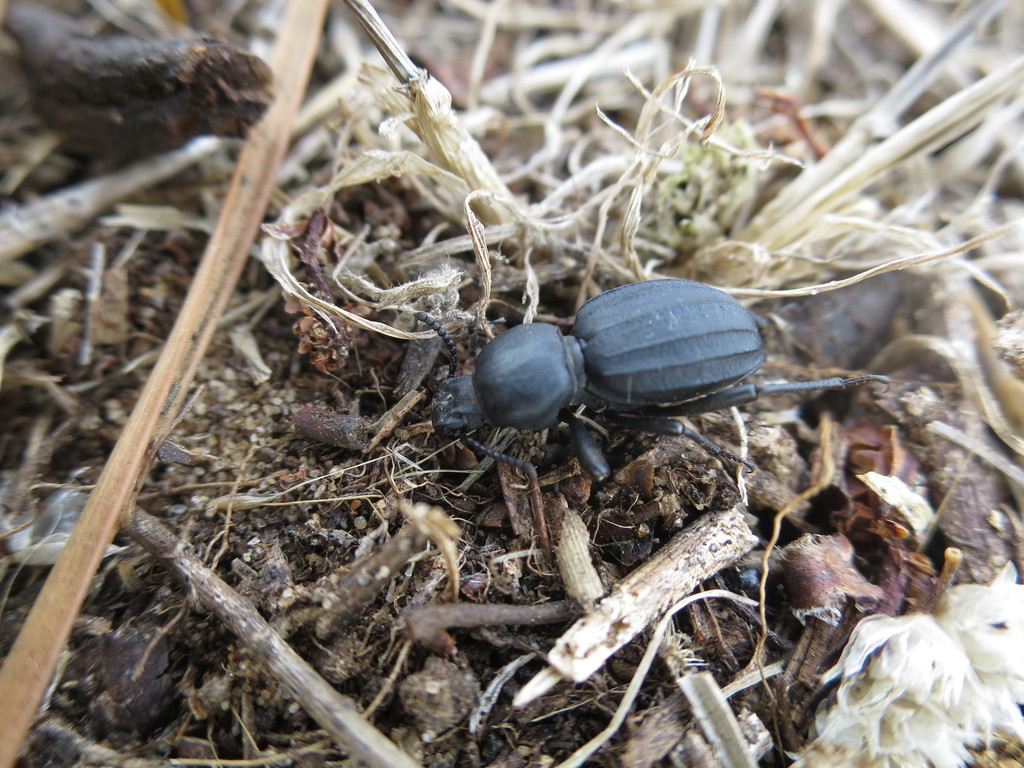 Scaurus gigas