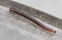 Cylindroiulus truncorum