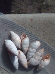 Brephulopsis cylindrica