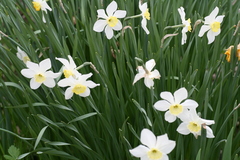 Narcissus × incomparabilis