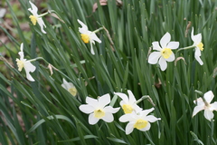 Narcissus × incomparabilis