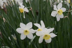 Narcissus × incomparabilis