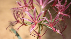 Nerine laticoma