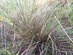 Aristida ramosa