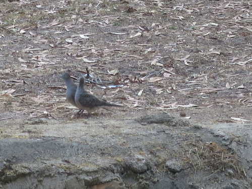 Zebra Dove (Geopelia striata), a species recorded in Hawaii