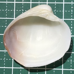 Pitar citrinus