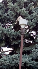 Streptopelia decaocto