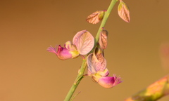 Polygala ephedroides