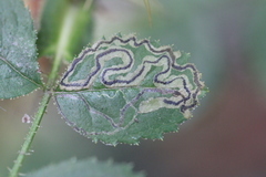 Stigmella anomalella