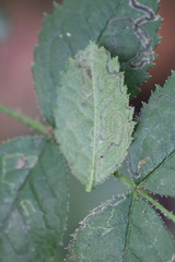 Stigmella anomalella