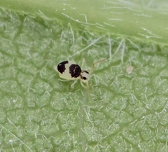 Deuterosminthurus bicinctus