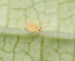 Deuterosminthurus pallipes