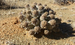 Euphorbia braunsii