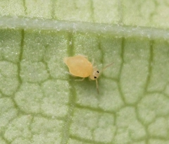 Deuterosminthurus pallipes