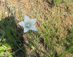 Wahlenbergia grandiflora