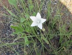 Wahlenbergia grandiflora