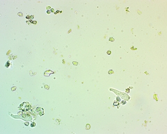 Entoloma cyanulum