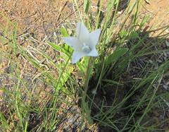 Wahlenbergia grandiflora