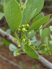 Searsia zeyheri