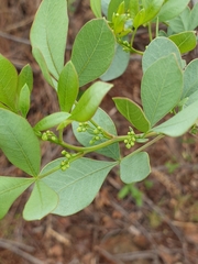 Searsia zeyheri