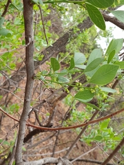 Searsia zeyheri