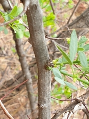 Searsia zeyheri