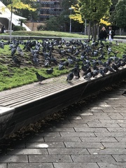 Columba livia domestica
