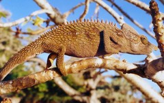 Furcifer antimena