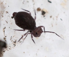 Ptenothrix atra
