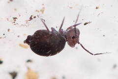 Ptenothrix atra