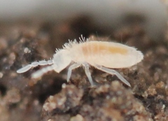 Coecobrya tenebricosa