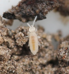 Coecobrya tenebricosa