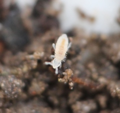 Coecobrya tenebricosa