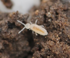 Coecobrya tenebricosa