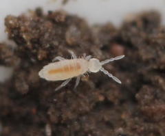 Coecobrya tenebricosa