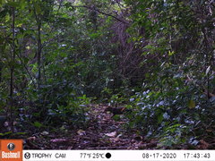 Dasyprocta fuliginosa