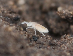 Coecobrya tenebricosa